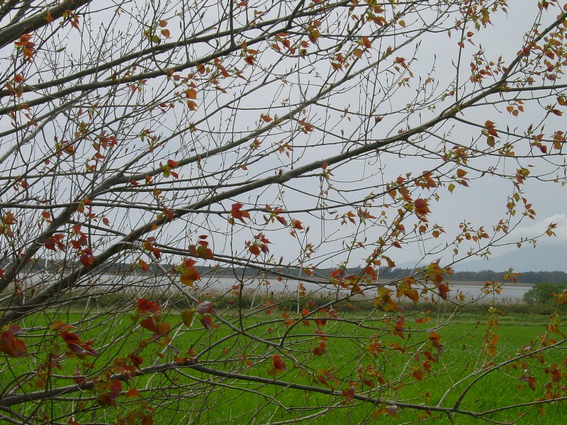 Oasi WWF di Burano e Capalbio